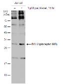 Anti-Bcl-2 (phospho Ser87) antibody used in Western Blot (WB). GTX129654