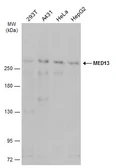 Anti-MED13 antibody used in Western Blot (WB). GTX129674