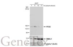 Anti-PER2 antibody used in Western Blot (WB). GTX129688