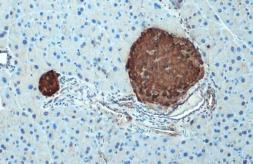 Anti-C-Peptide antibody used in IHC (Paraffin sections) (IHC-P). GTX129708