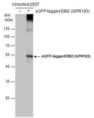 Anti-EBI2 antibody used in Western Blot (WB). GTX129711