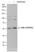 Anti-EBI2 antibody used in Western Blot (WB). GTX129712