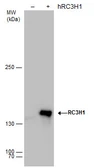 Anti-RC3H1 antibody used in Western Blot (WB). GTX129780