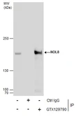 Anti-NOL8 antibody used in Immunoprecipitation (IP). GTX129790