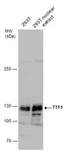 Anti-Transcription Termination Factor 1 antibody used in Western Blot (WB). GTX129804