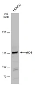 Anti-eNOS antibody used in Western Blot (WB). GTX129843