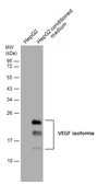Anti-VEGFA antibody used in Western Blot (WB). GTX129844
