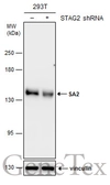 Anti-SA2 antibody used in Western Blot (WB). GTX129876