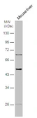Anti-5-HT2B receptor antibody used in Western Blot (WB). GTX129900
