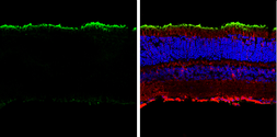 Anti-Rhodopsin antibody used in IHC (Frozen sections) (IHC-Fr). GTX129910