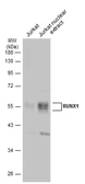 Anti-RUNX1 antibody used in Western Blot (WB). GTX129924