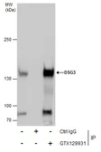 Anti-Desmoglein 3 antibody used in Immunoprecipitation (IP). GTX129931