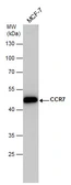 Anti-CCR7 antibody used in Western Blot (WB). GTX129948