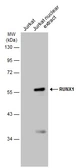 Anti-RUNX1 antibody used in Western Blot (WB). GTX129953
