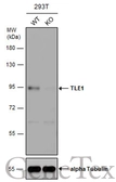 Anti-TLE1 antibody used in Western Blot (WB). GTX129993
