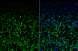Anti-VIP antibody used in IHC (Frozen sections) (IHC-Fr). GTX129999