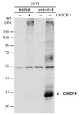 Anti-CX3CR1 antibody used in Western Blot (WB). GTX130027