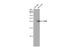 Anti-CD90 antibody used in Western Blot (WB). GTX130072