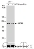 Anti-DGCR8 antibody used in Western Blot (WB). GTX130076
