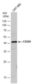 Anti-CD200 antibody used in Western Blot (WB). GTX130094