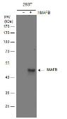 Anti-MAFB antibody used in Western Blot (WB). GTX130107