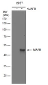 Anti-MAFB antibody used in Western Blot (WB). GTX130107