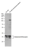 Anti-Histamine H4 Receptor antibody used in Western Blot (WB). GTX130116