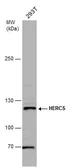 Anti-HERC5 antibody used in Western Blot (WB). GTX130167