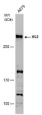 Anti-NG2 antibody used in Western Blot (WB). GTX130174