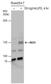 Anti-iNOS antibody used in Western Blot (WB). GTX130182