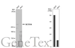 Anti-SETD1A antibody used in Western Blot (WB). GTX130194