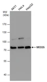 Anti-MED25 antibody used in Western Blot (WB). GTX130219