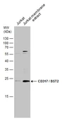 Anti-CD317 antibody used in Western Blot (WB). GTX130221