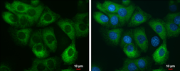 Anti-Anterior Gradient 2 antibody used in Immunocytochemistry/ Immunofluorescence (ICC/IF). GTX130229