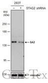 Anti-SA2 antibody used in Western Blot (WB). GTX130299
