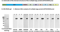 Multiple Tags Positive Control ( 6xHis-MBP-DDDDK-V5-HSV-HA-T7-Myc-S). GTX130342-pro