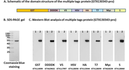 Multiple Tags Positive Control (GST-DDDDK-V5-HSV-HA-T7-Myc-S). GTX130343-pro