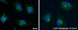 Anti-GM130 antibody used in Immunocytochemistry/ Immunofluorescence (ICC/IF). GTX130351