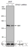 Anti-SA1 antibody used in Western Blot (WB). GTX130364