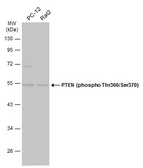 Anti-PTEN (phospho Thr366/Ser370) antibody used in Western Blot (WB). GTX130418