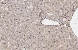 Anti-PP2A alpha antibody used in IHC (Paraffin sections) (IHC-P). GTX130434