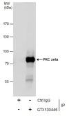 Anti-PKC zeta antibody used in Immunoprecipitation (IP). GTX130446