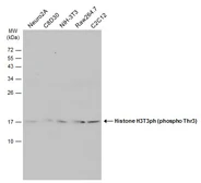 Anti-Histone H3T3ph (phospho Thr3) antibody used in Western Blot (WB). GTX130458