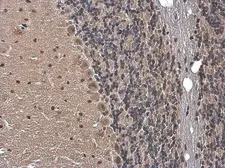 Anti-Gemin 5 antibody used in IHC (Paraffin sections) (IHC-P). GTX130498