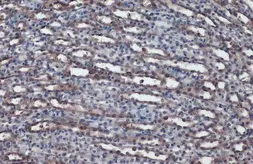 Anti-ACE antibody used in IHC (Paraffin sections) (IHC-P). GTX130534