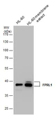 Anti-FPRL1 antibody used in Western Blot (WB). GTX130627