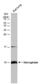 Anti-Uteroglobin antibody used in Western Blot (WB). GTX130639