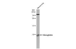 Anti-Uteroglobin antibody used in Western Blot (WB). GTX130640