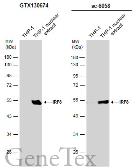 Anti-IRF8 antibody used in Western Blot (WB). GTX130674