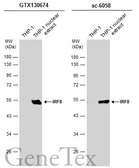 Anti-IRF8 antibody used in Western Blot (WB). GTX130674